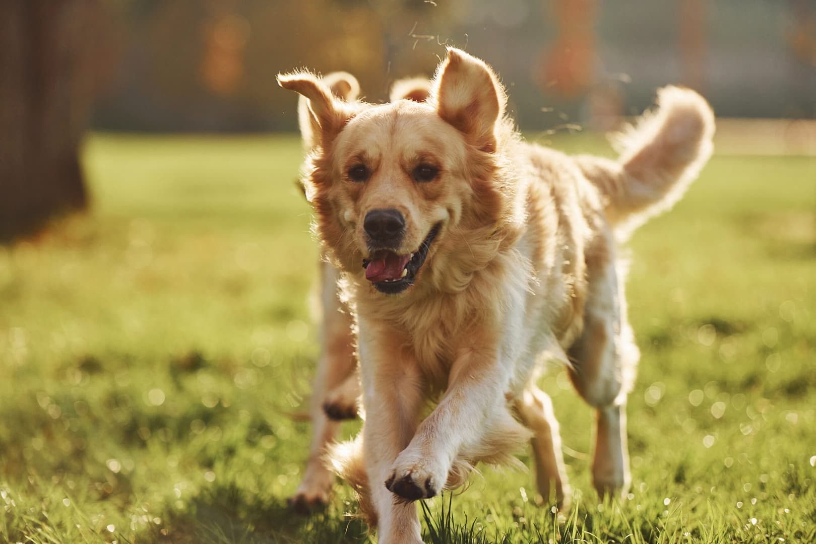 Exercise Requirements for Golden Retrievers: Keeping Your Dog Fit and Happy