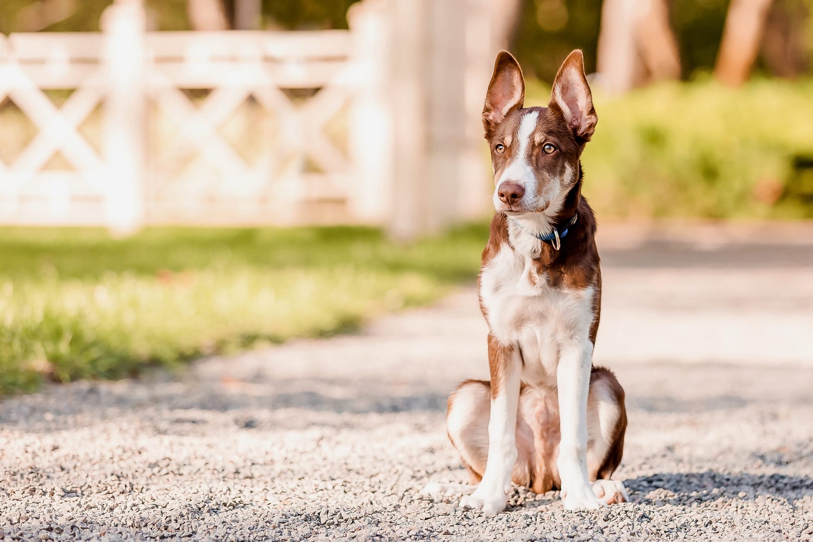 When do dogs stop growing?