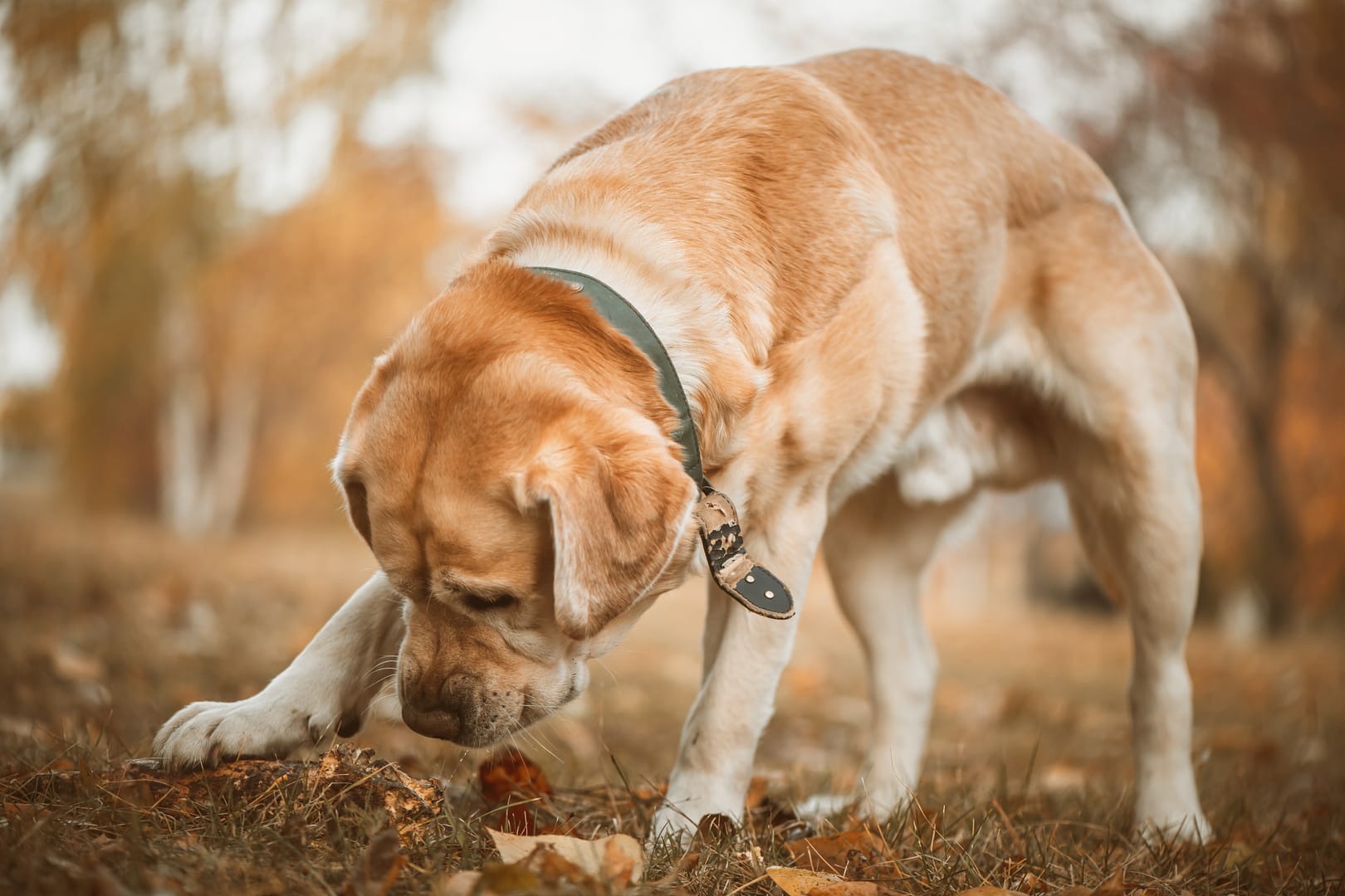 Why do dogs eat poop?