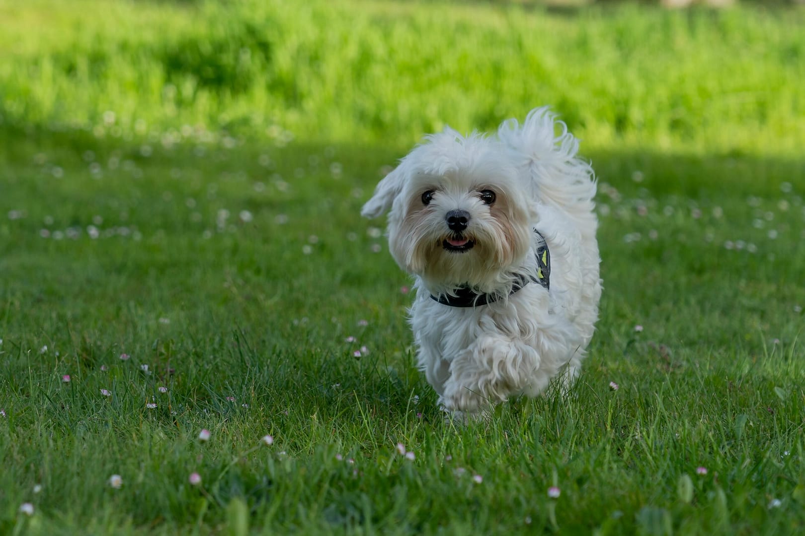 Maltese dog height