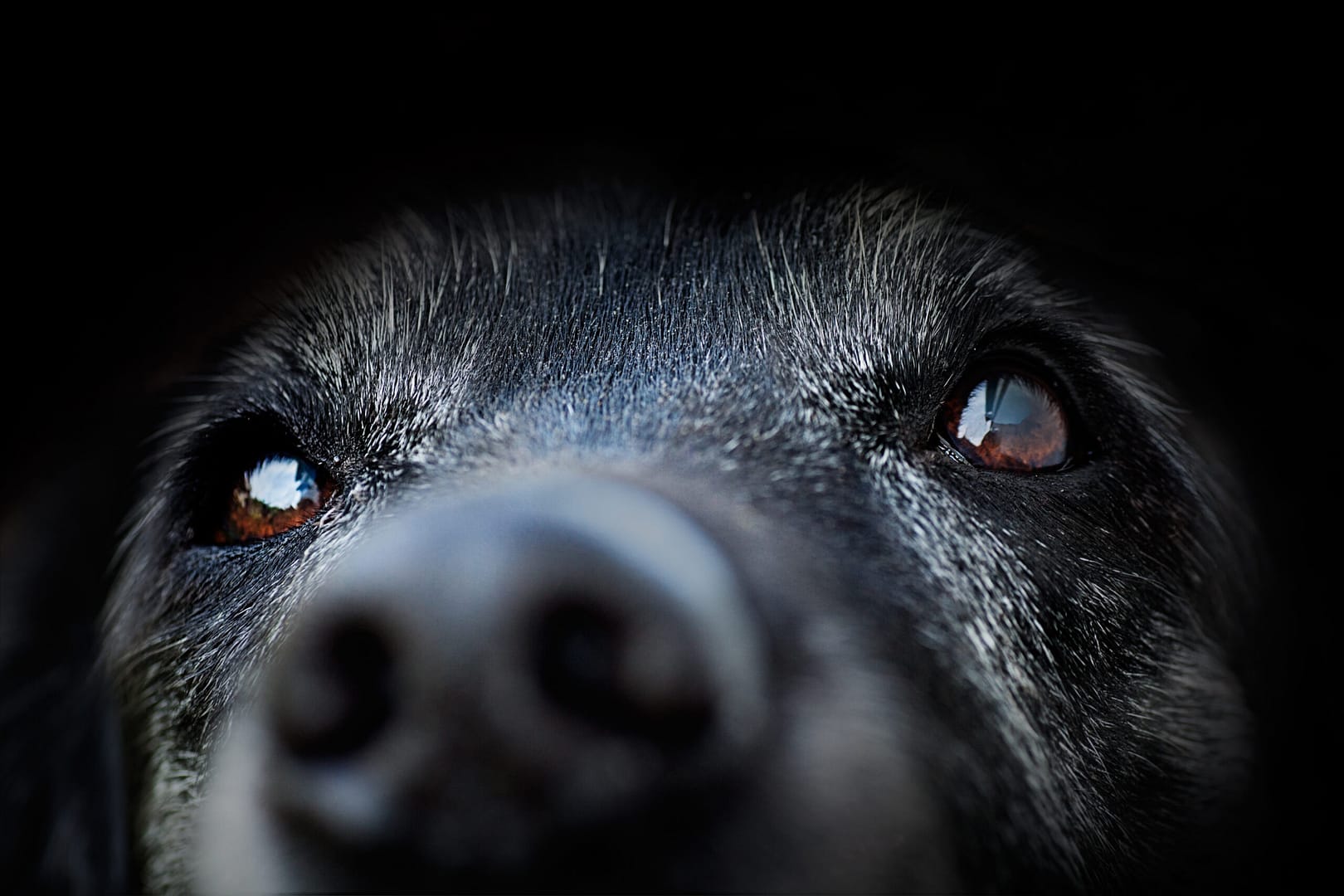 Can dogs see in the dark?