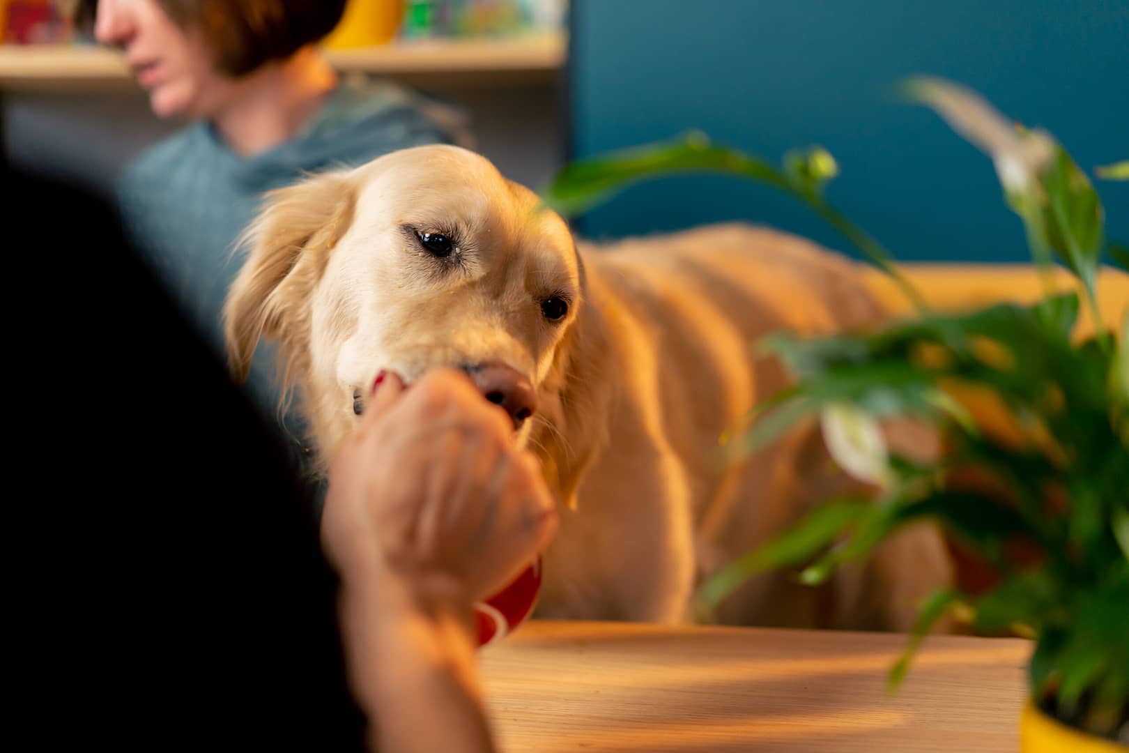 can dogs eat quinoa?