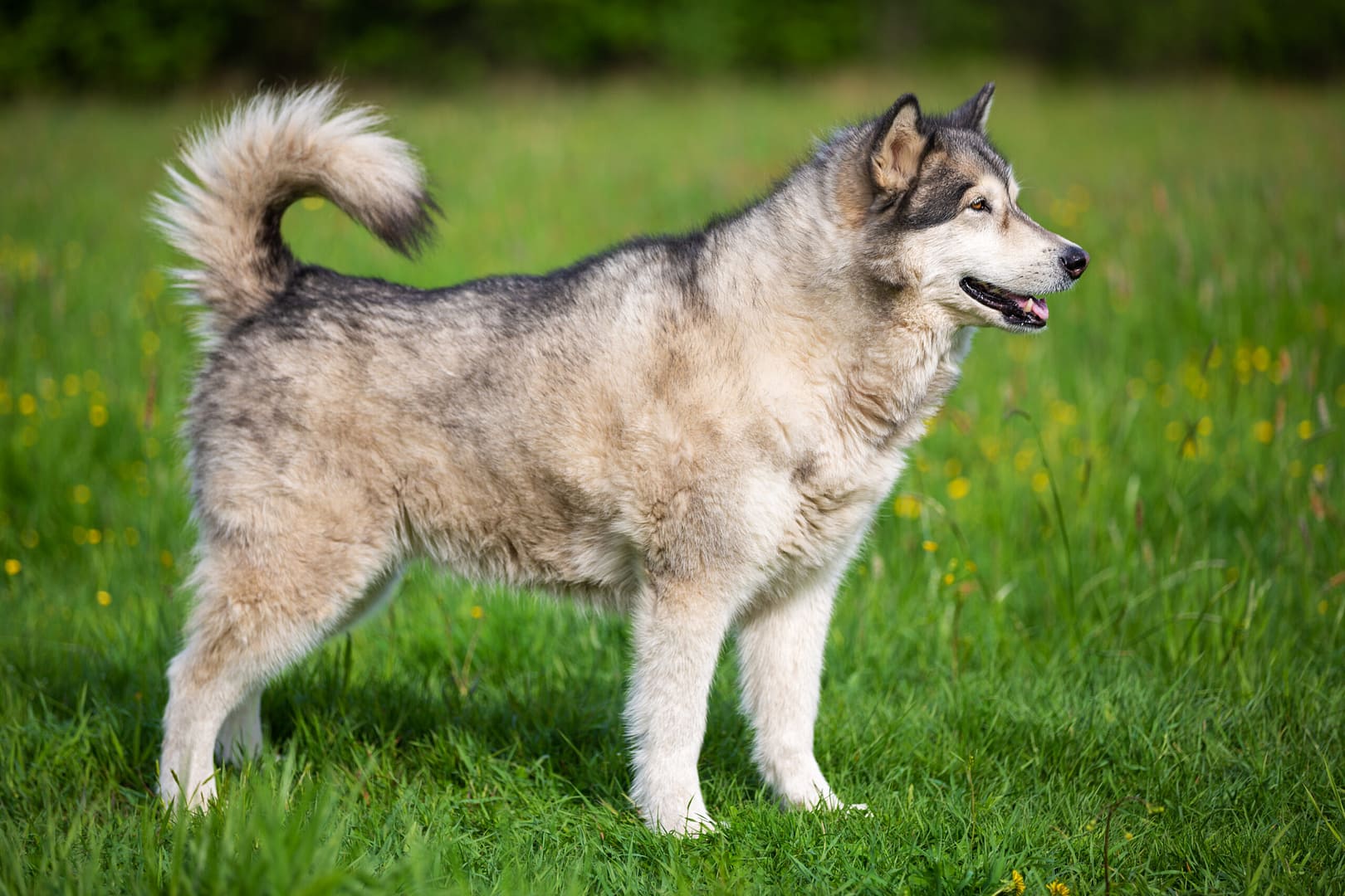 Alaskan Malamute size