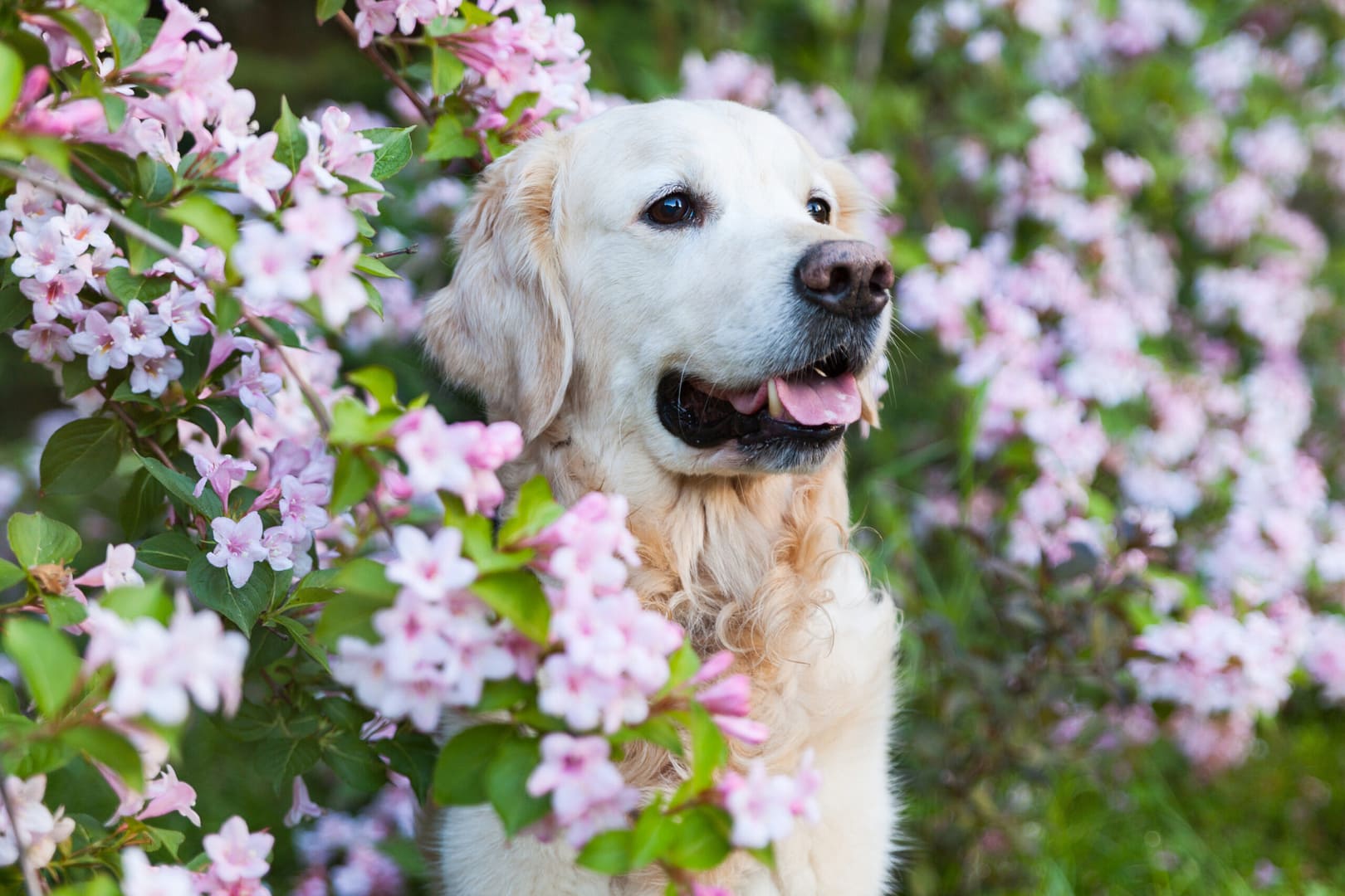 Are moon flowers poisonous to dogs?