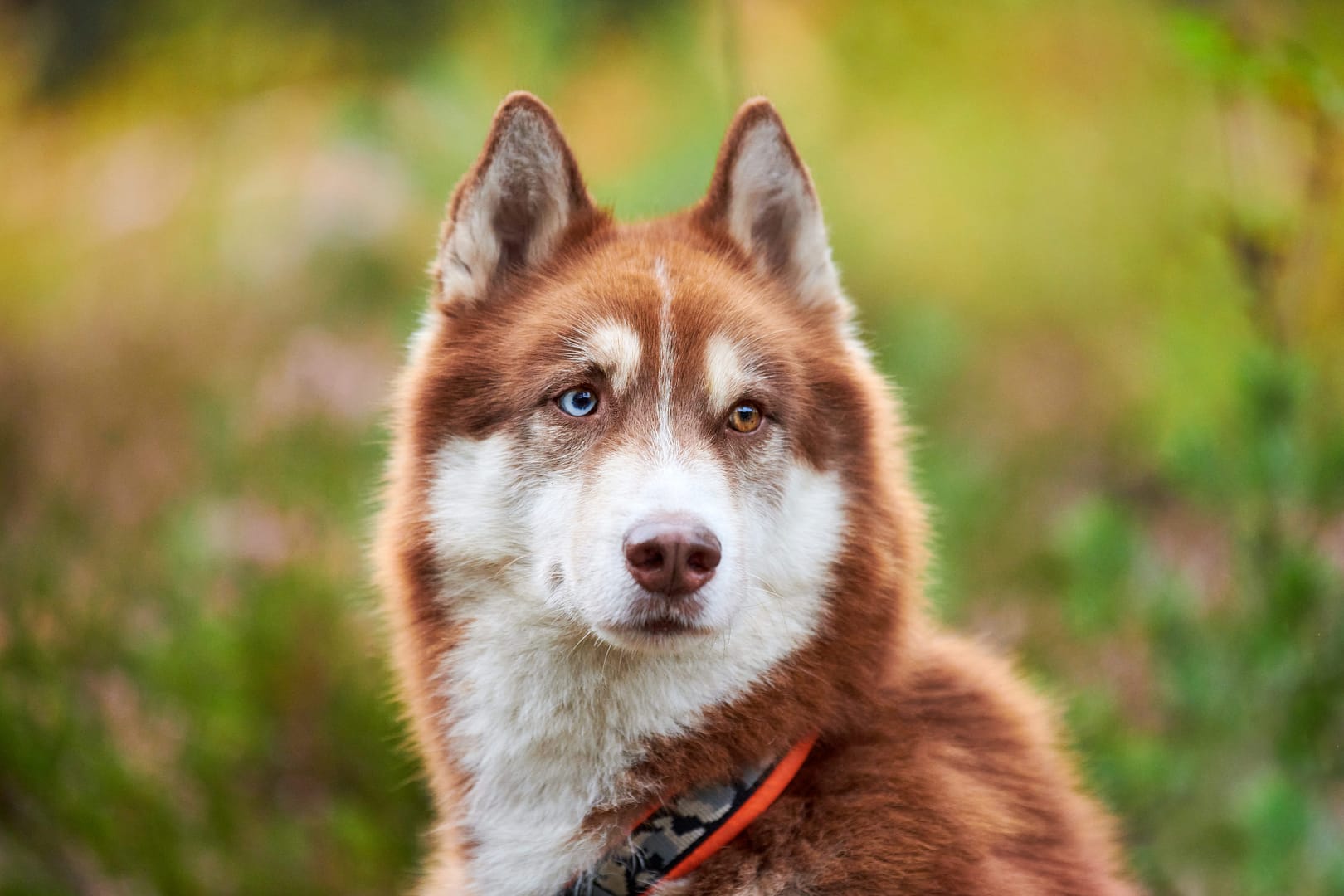 Siberian Husky dog shedding