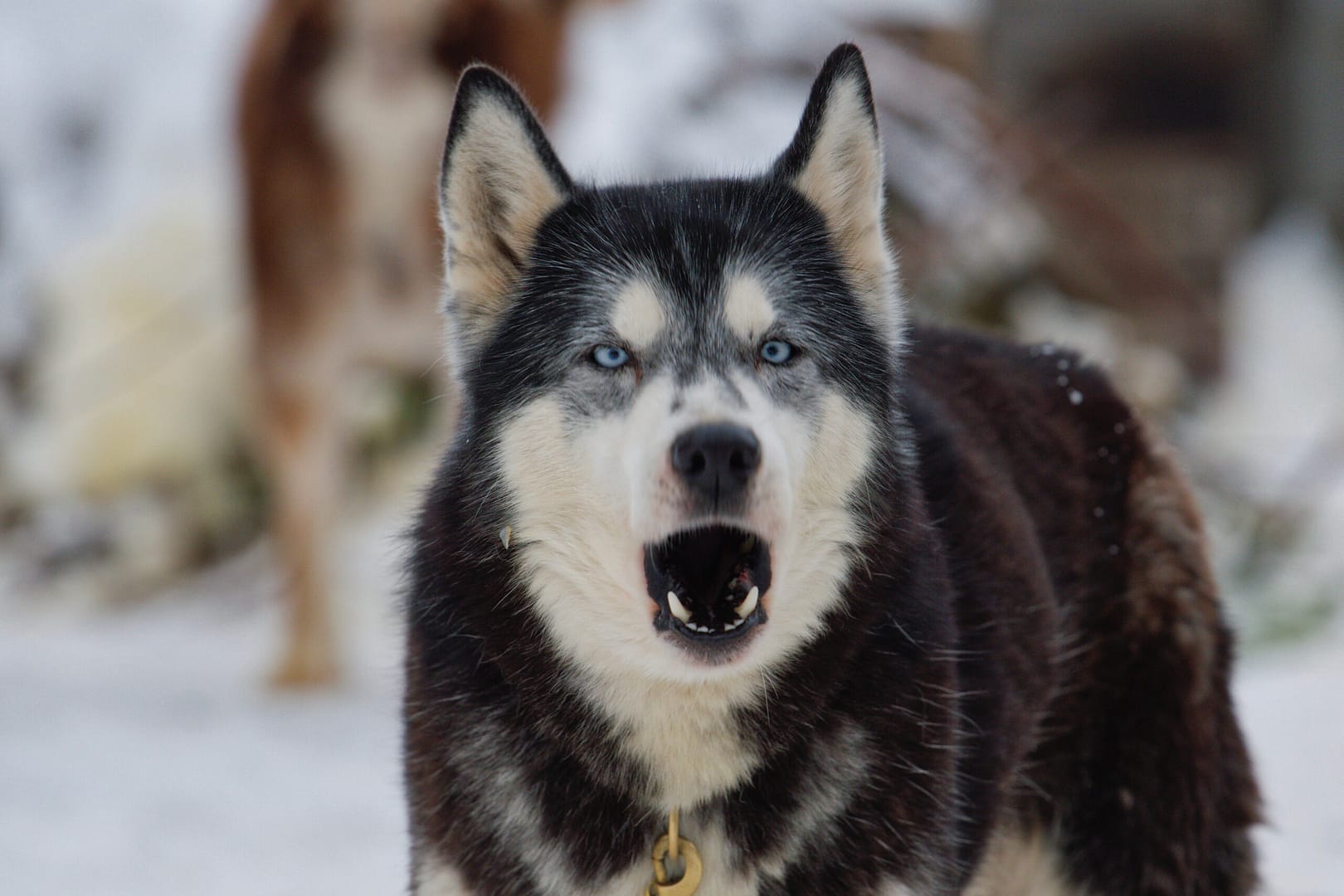 dangerous Siberian Husky