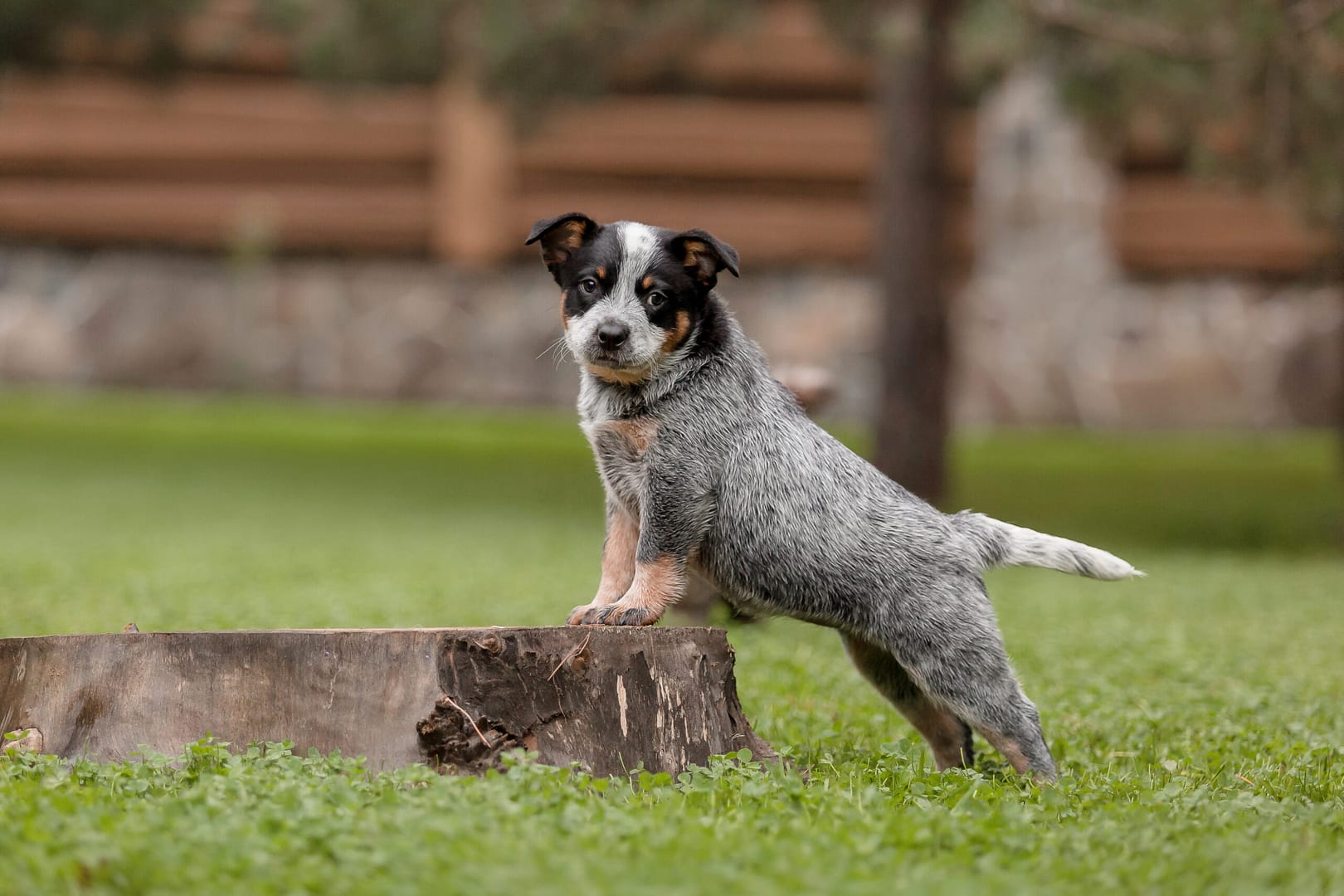 Australian cattle dog shedding