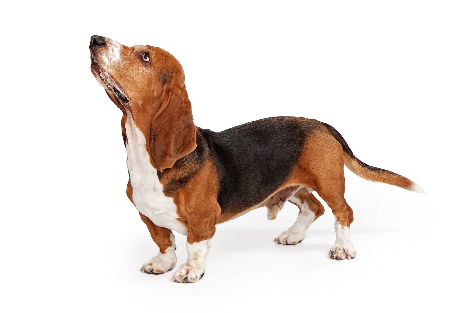 Basset Hound size