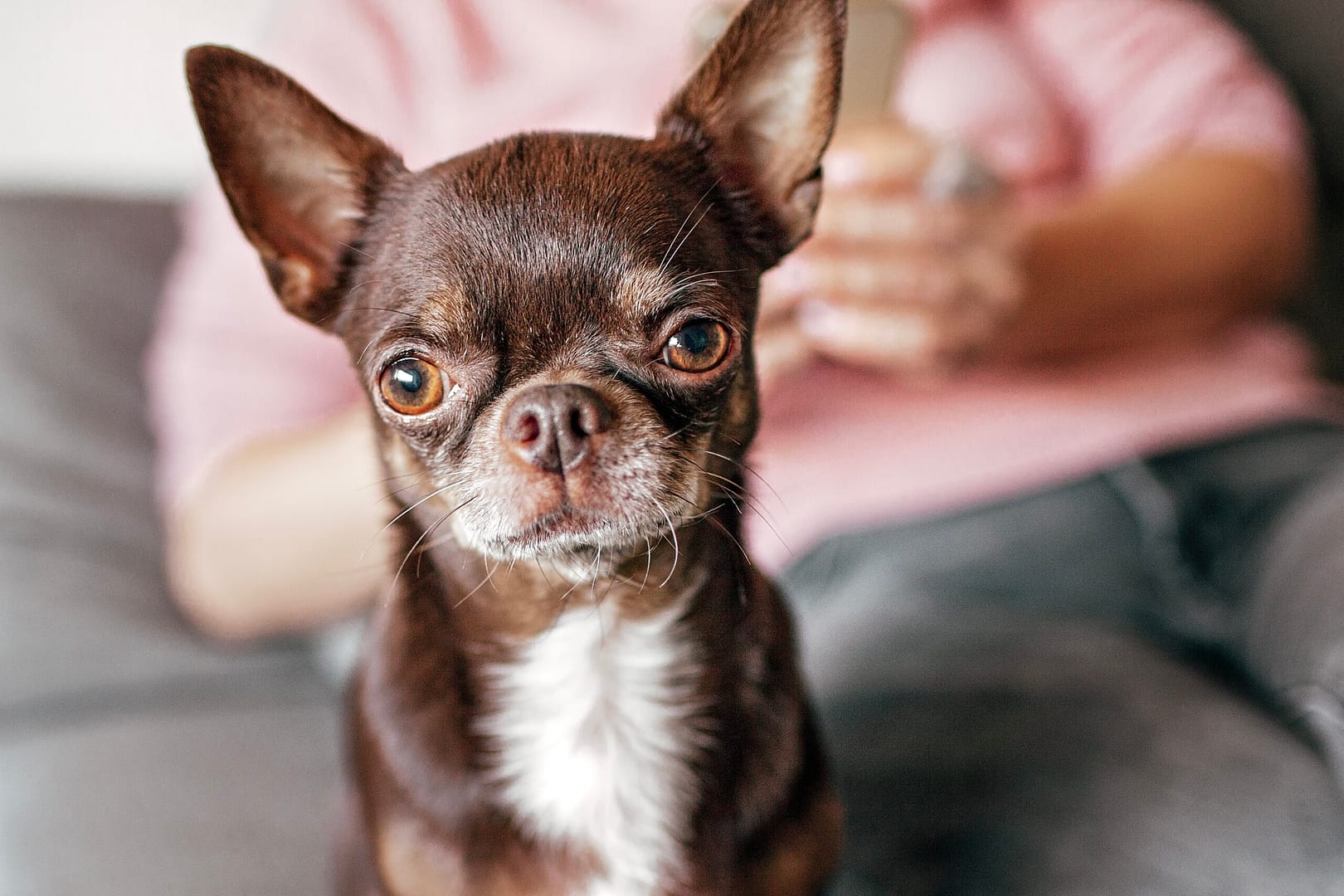 Chihuahua shedding