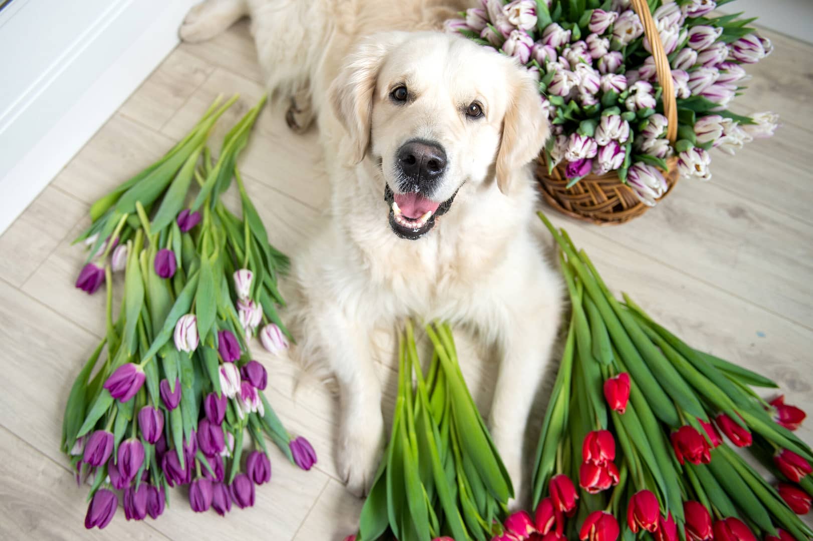 flowers dangerous to dogs