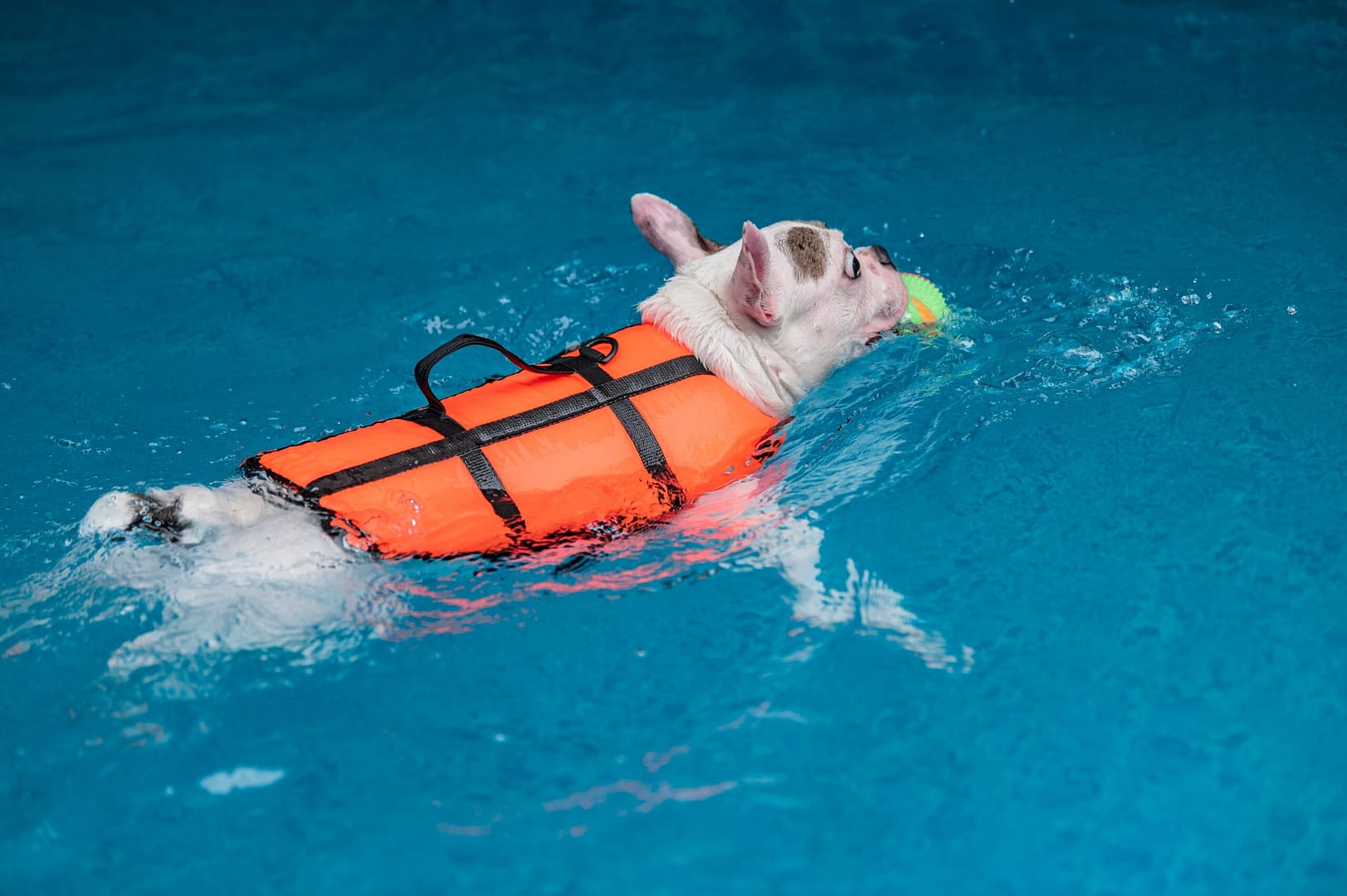 french bulldog swimming