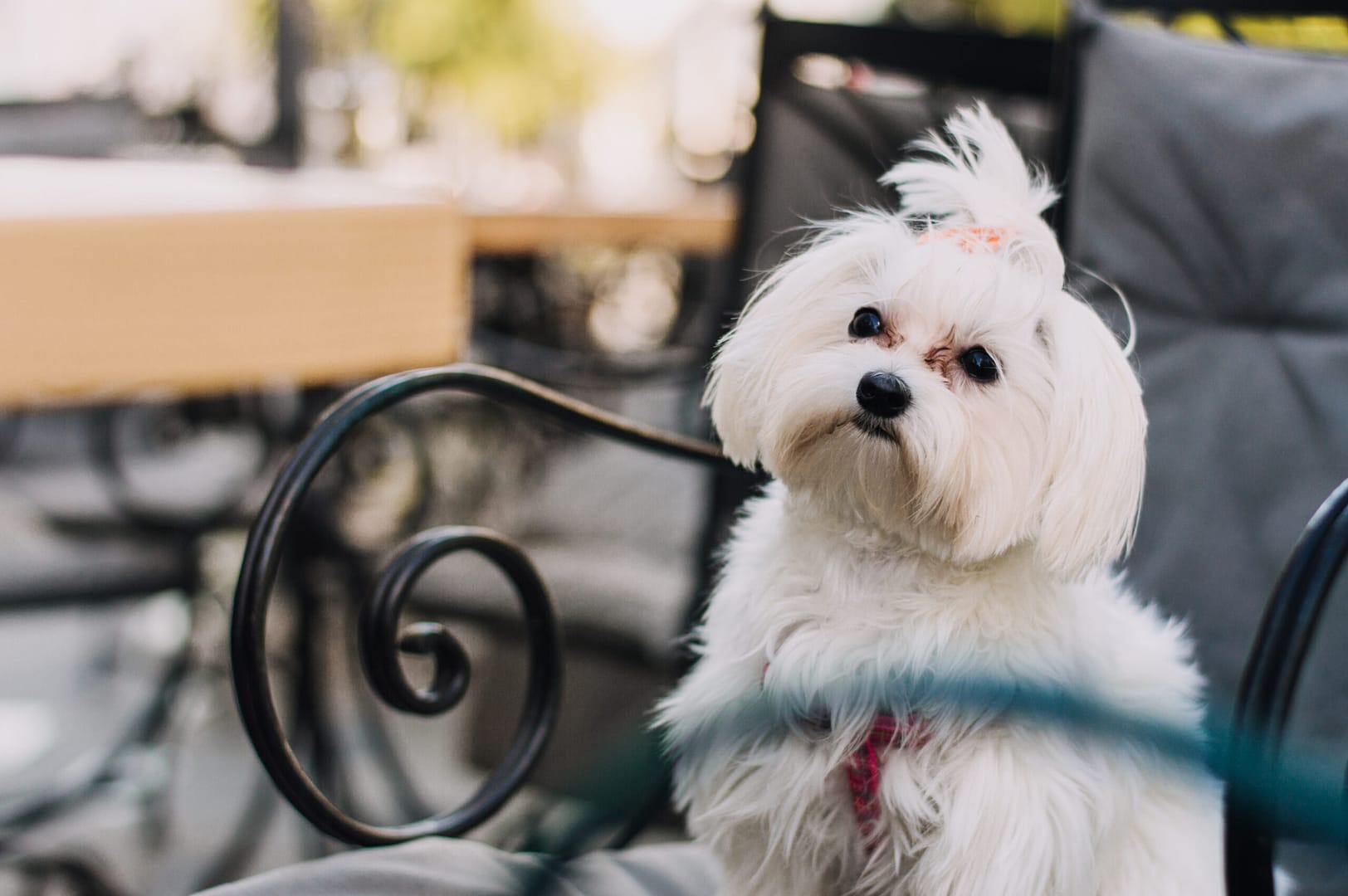 Weight of the Maltese dog