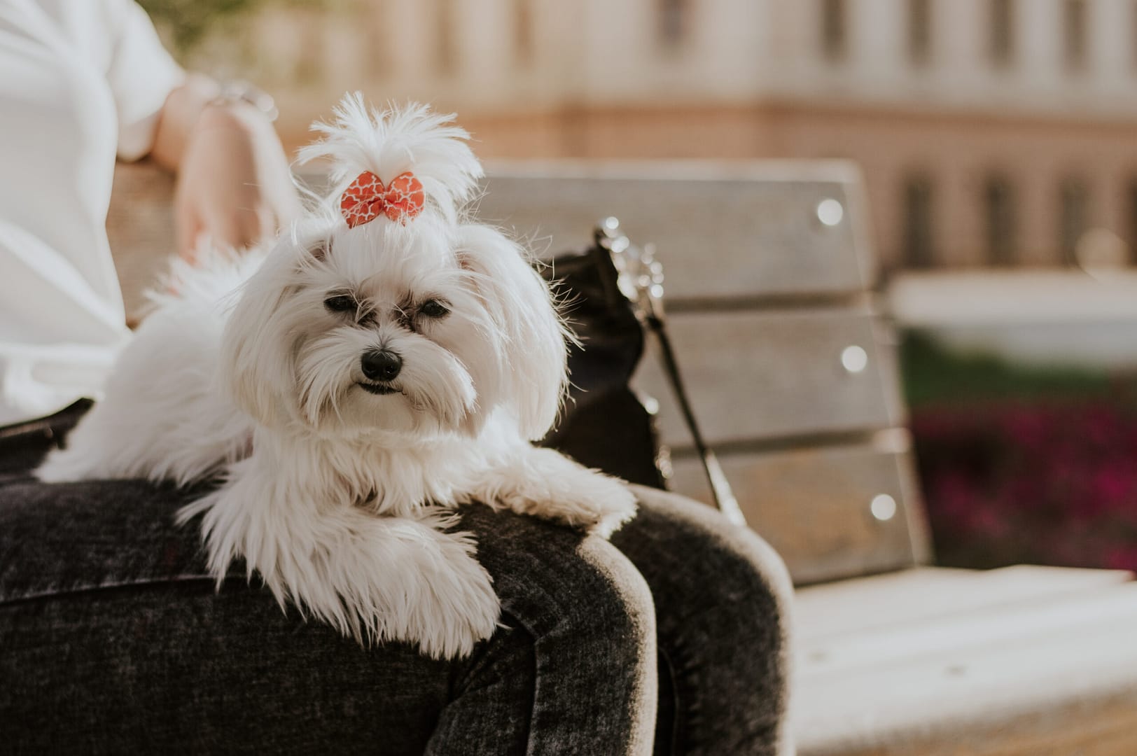 Pros and cons of a Maltese dog