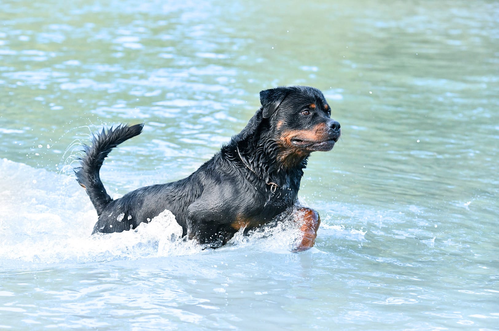 rottweiler swimming