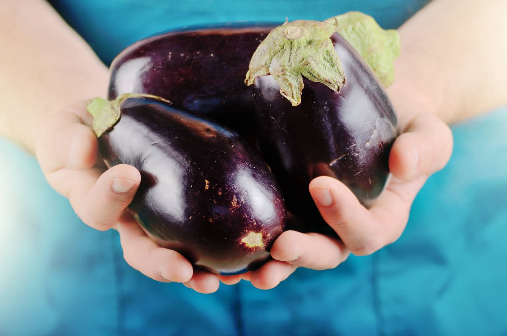 can dogs eat eggplant?