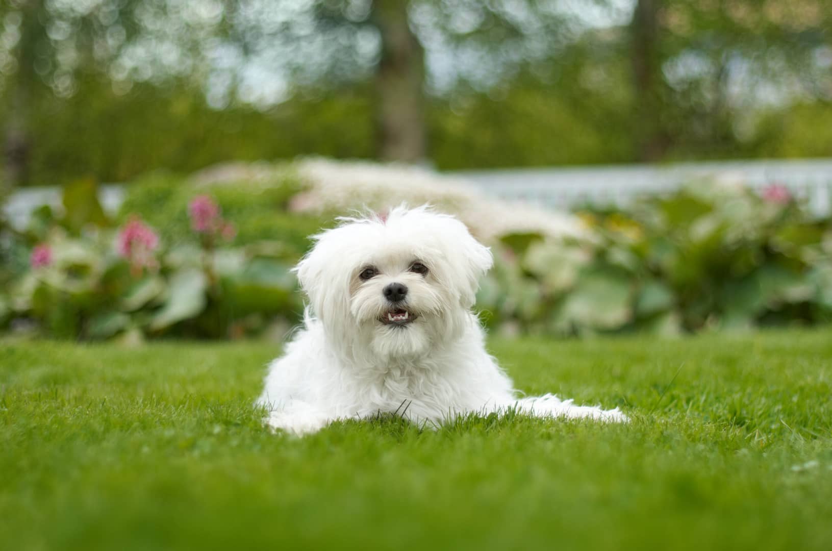 What Maltese dogs usually die from