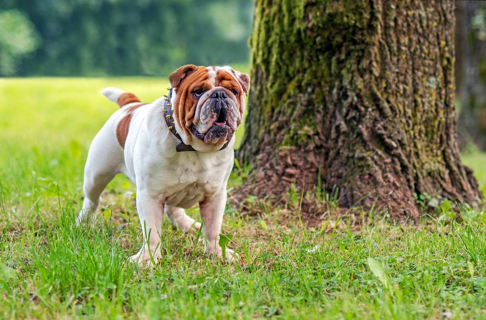 english bulldog aggressive