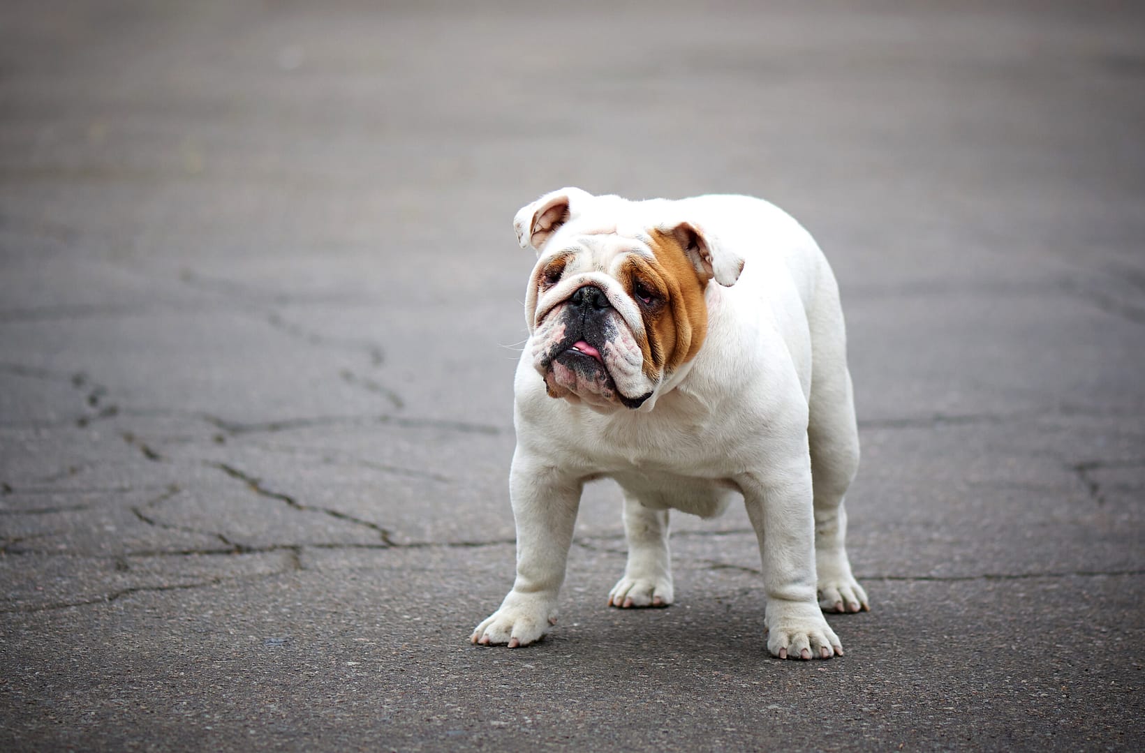 English bulldog size