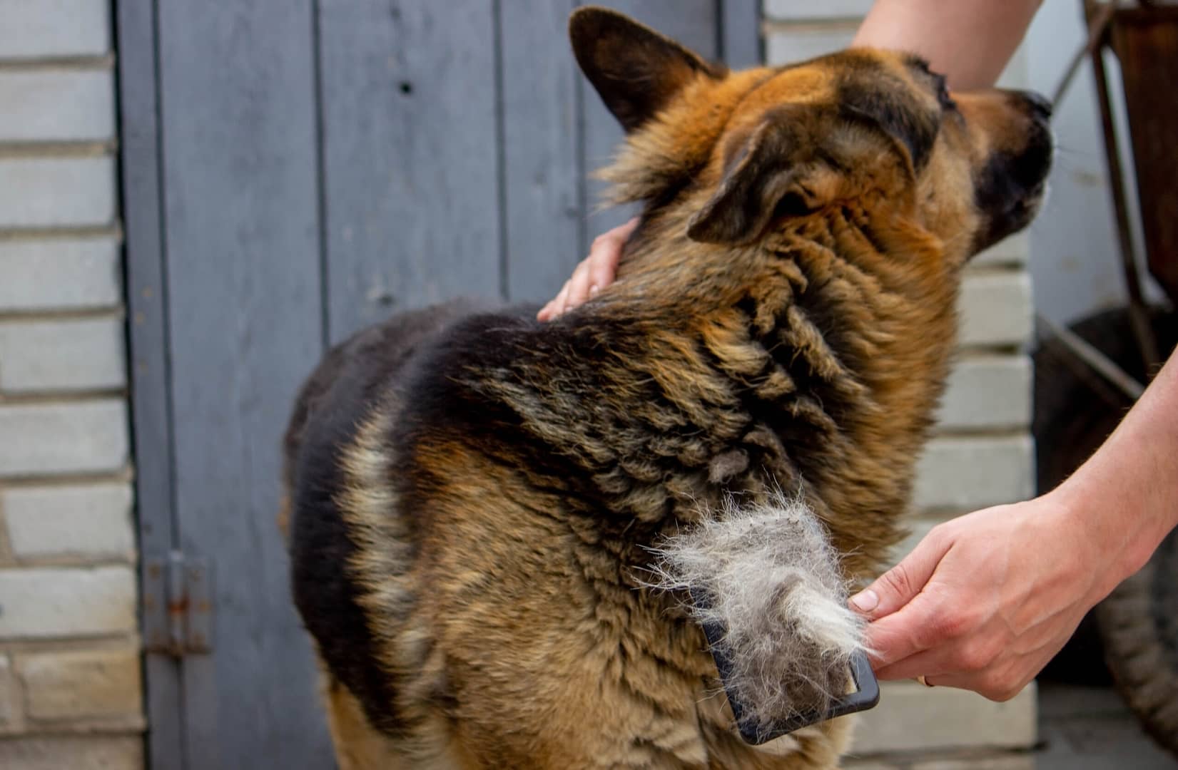 german shepherd shedding