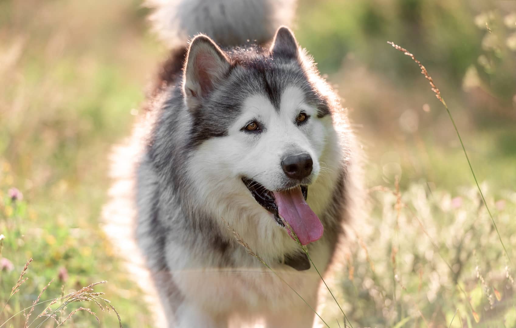 Alaskan malamute lifespan