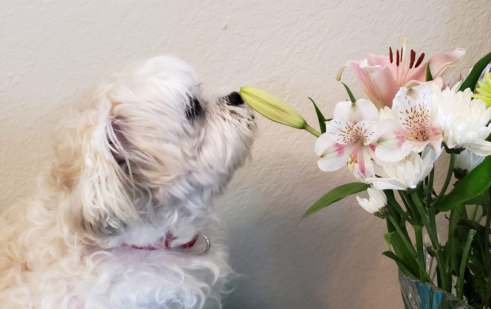 Are lily flowers poisonous to dogs?