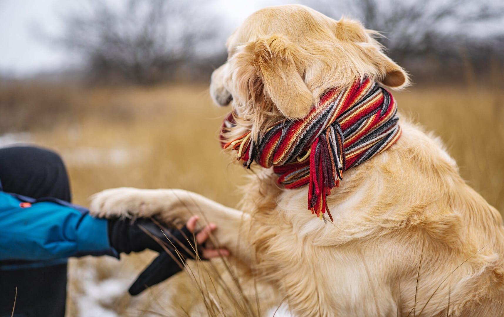 Are Golden Retrievers double coated?