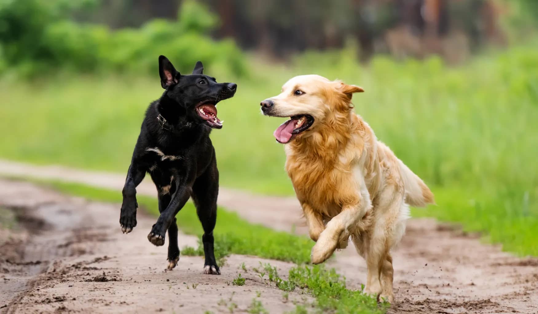 The Importance of Socialization for Golden Retrievers: A How-To Guide