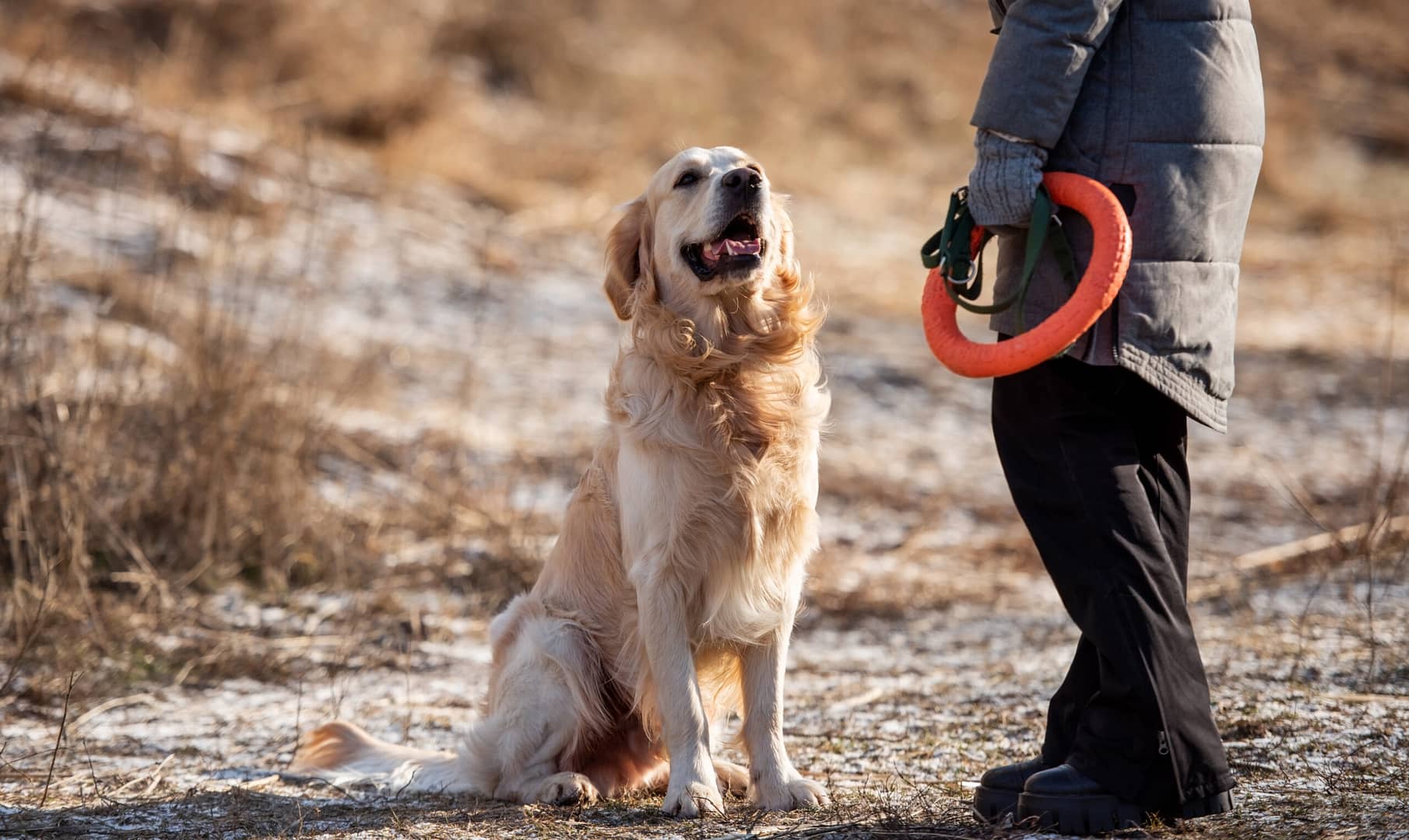 Are Golden Retrievers easy to train?