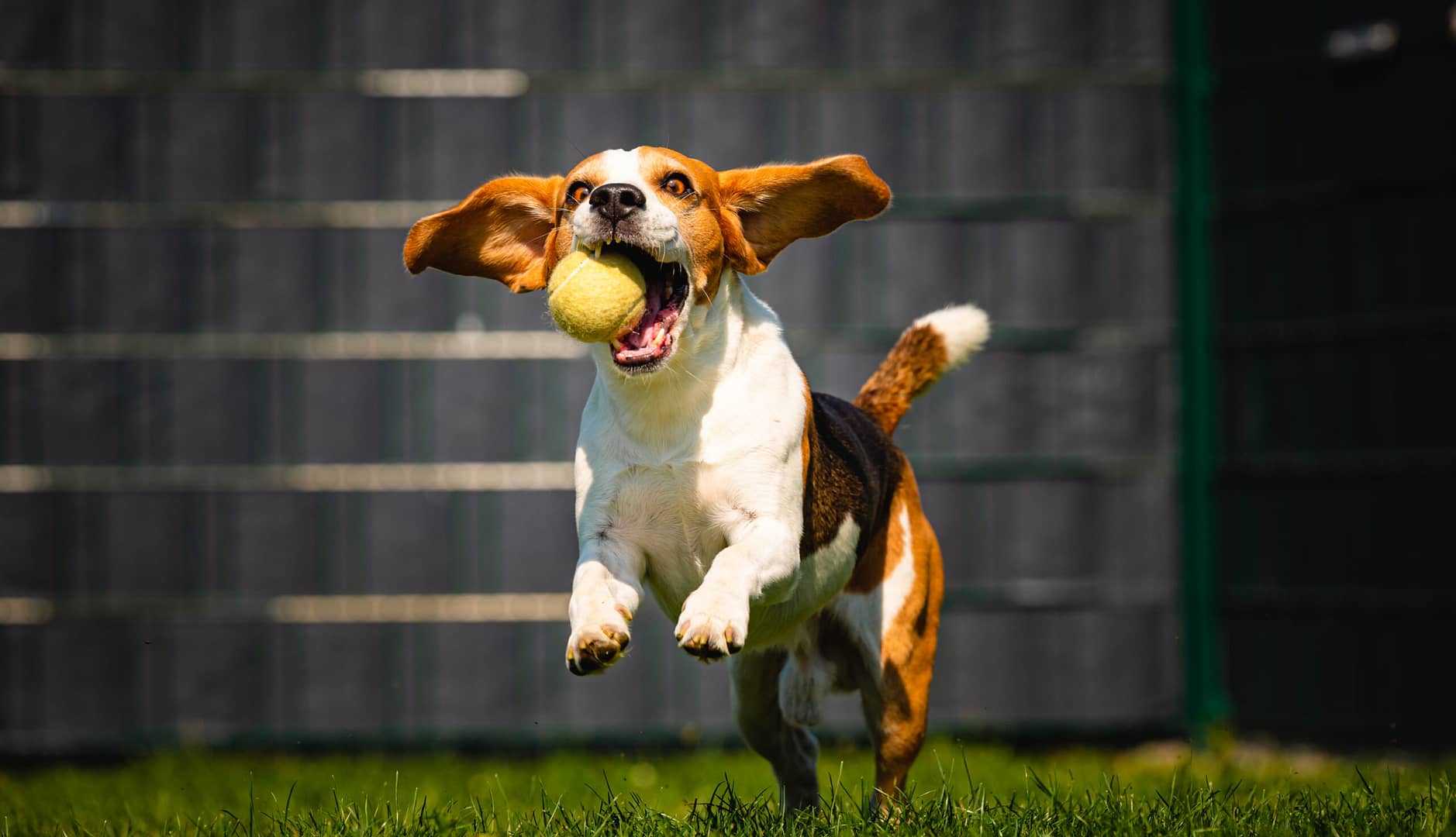 smart Beagle dog