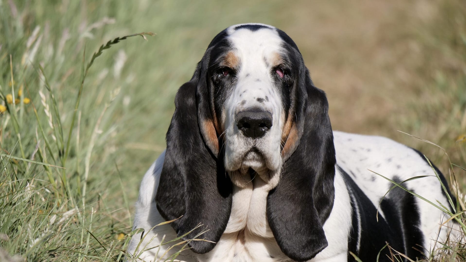 basset hound shedding