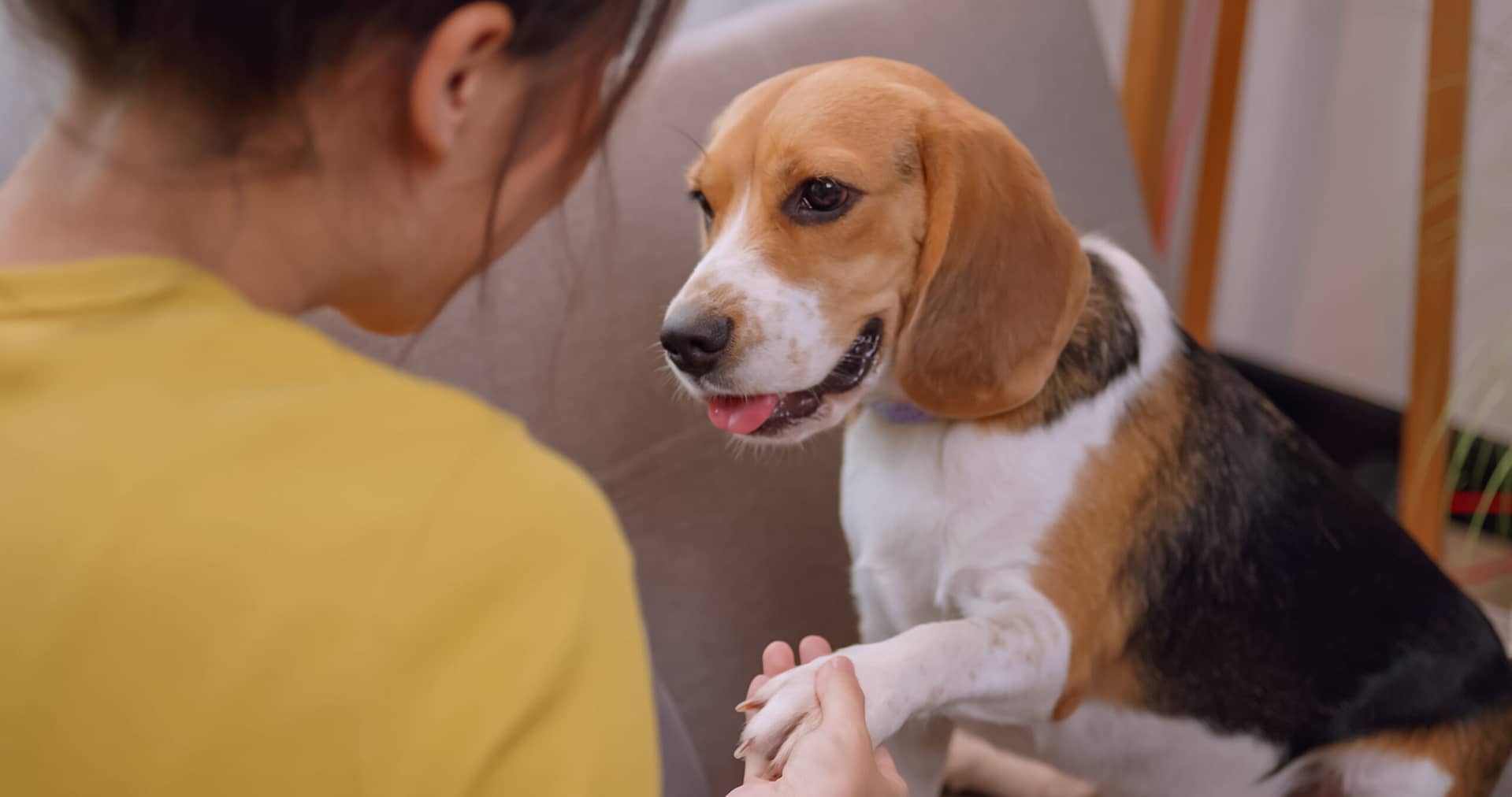 Beagle dog pros and cons