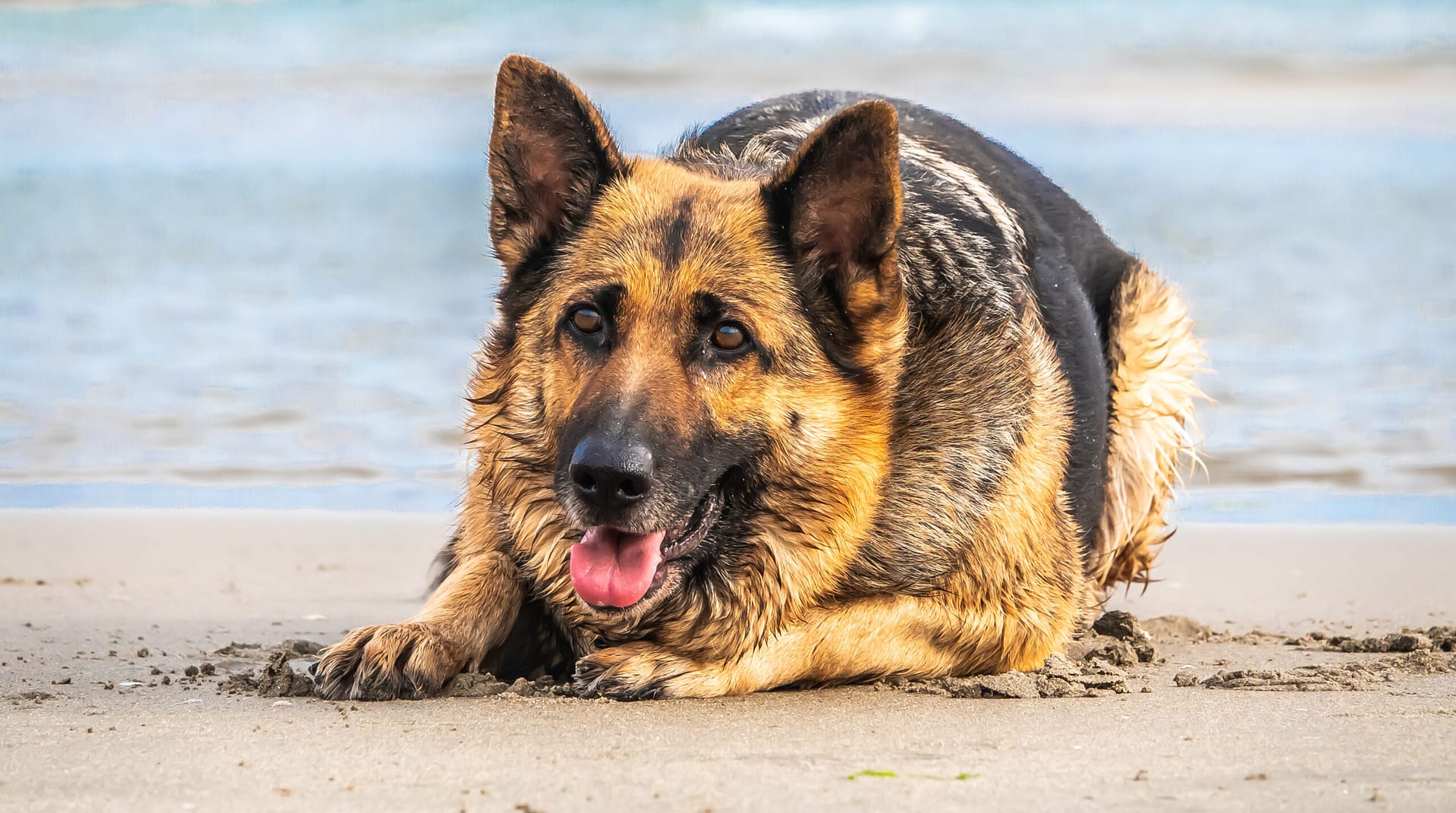 old German shepherd