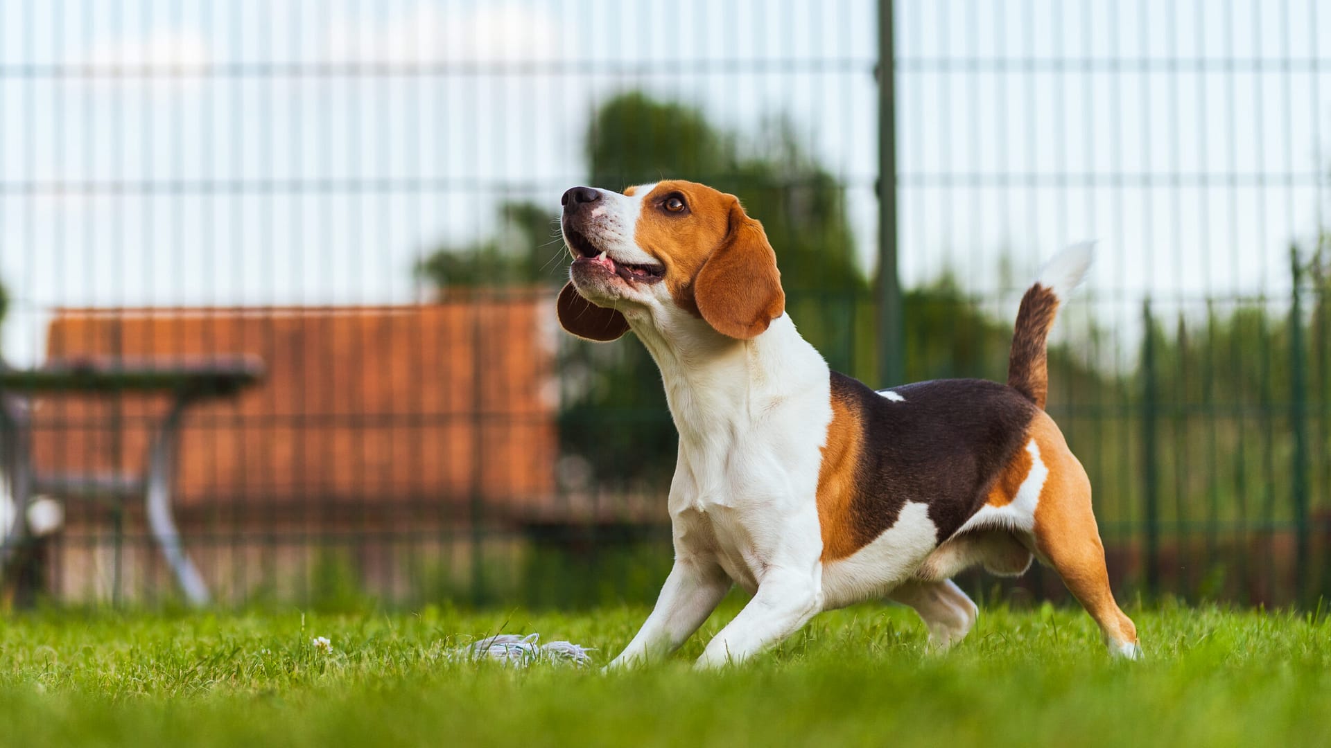 Beagle barking