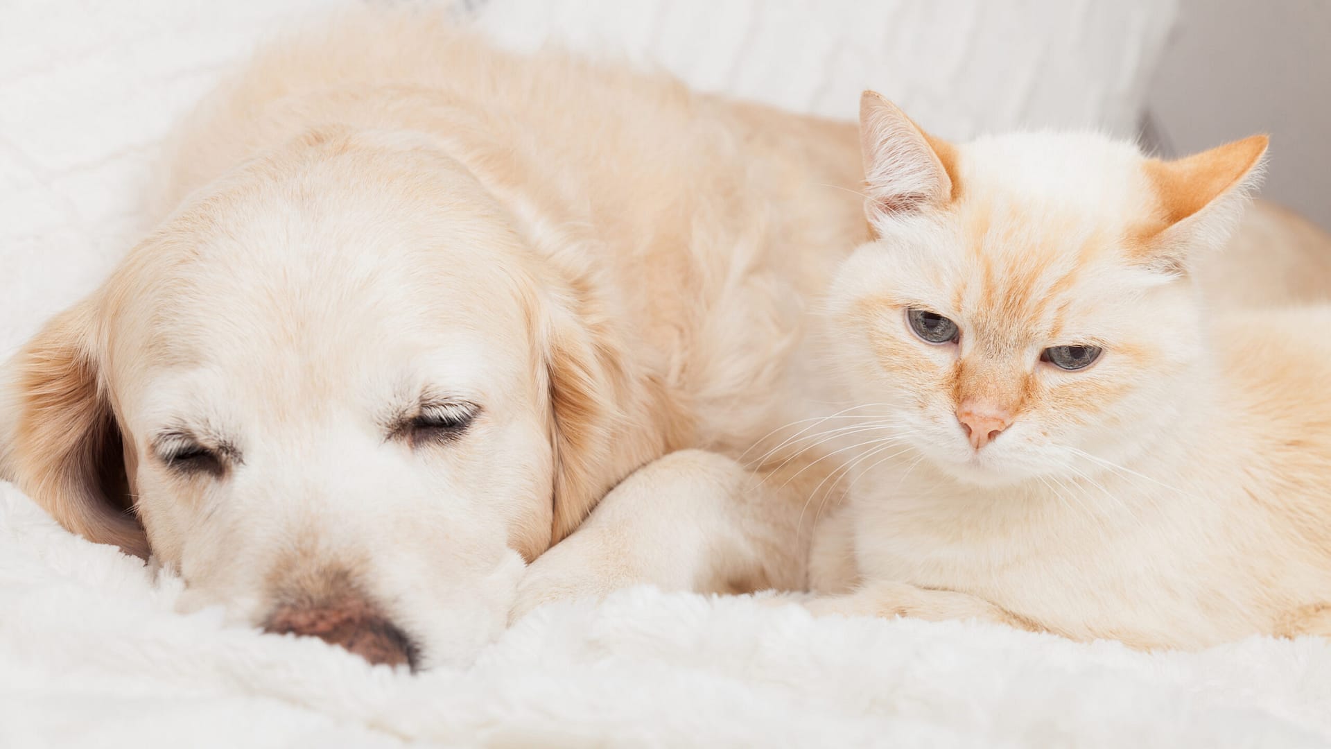 Are Golden Retrievers good with cats?