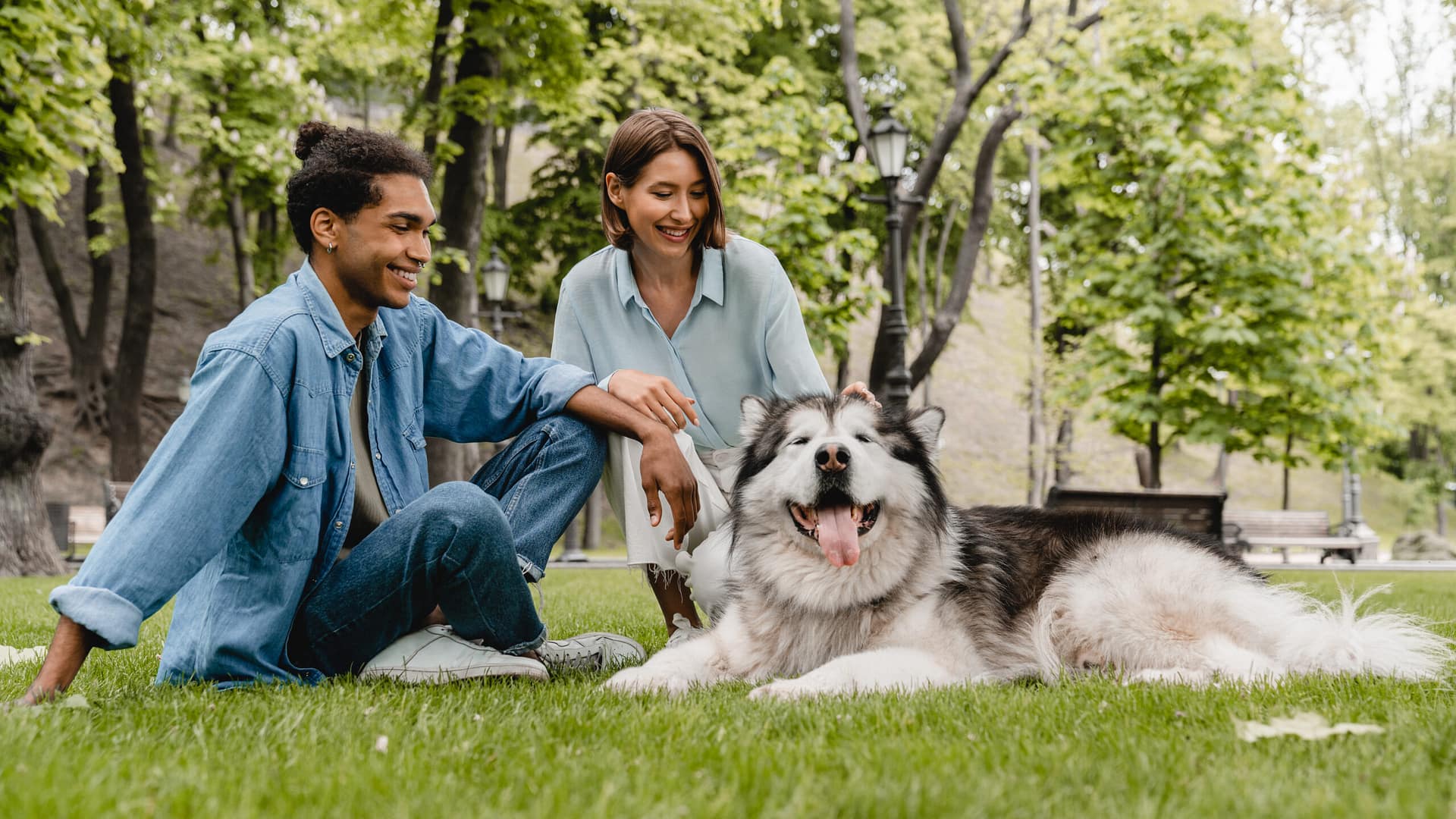 alaskan malamute family dog