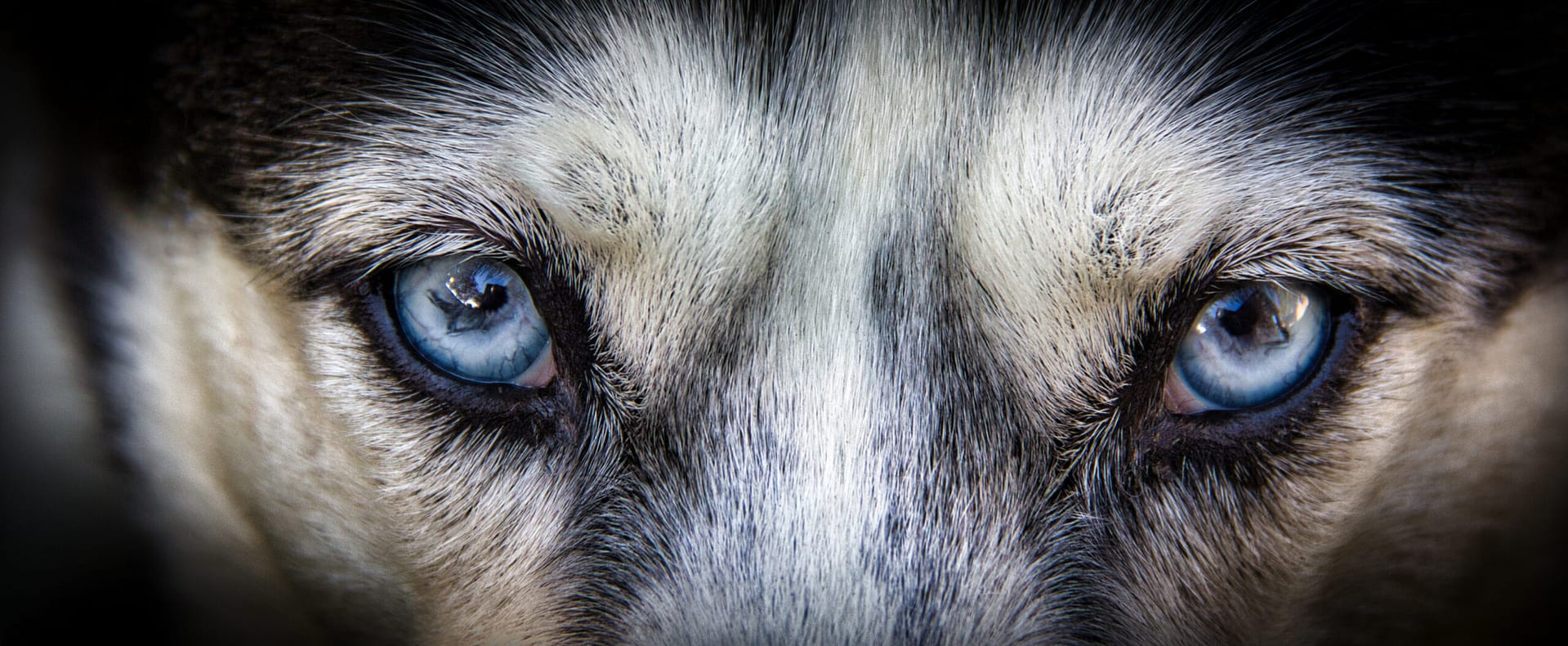 Alaskan malamute blue eyes