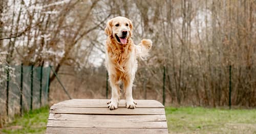 How tall is a Golden Retriever?