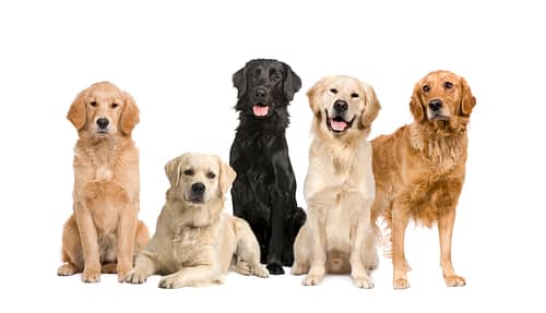 What color are Golden Retrievers?