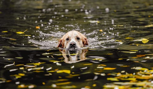 Do Golden Retrievers like water?