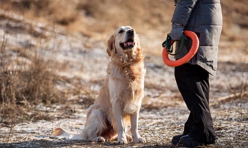 Are Golden Retrievers easy to train?