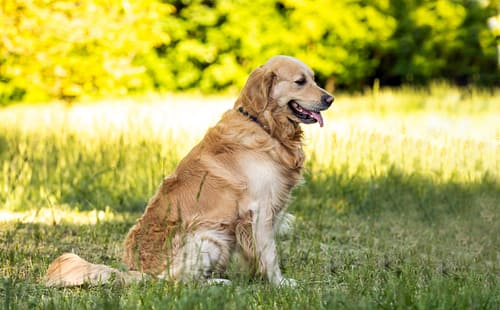 Do Golden Retrievers have hair or fur?