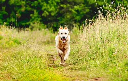 How fast can a Golden Retriever run?