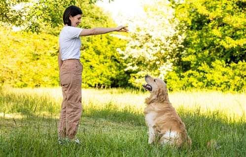 How to train Golden Retriever dog?