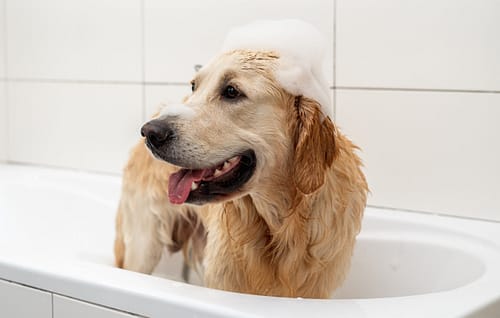 How often to bathe Golden Retriever?