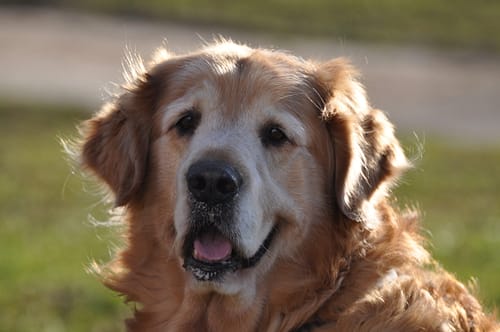 Ageing Golden Retriever