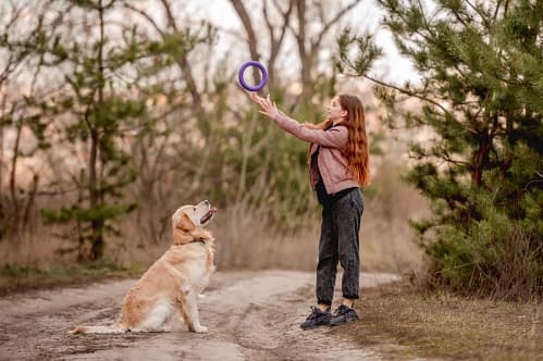 Choosing the Right Training Tools for Your Golden Retriever