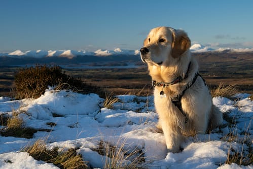 Where are Golden Retrievers from?