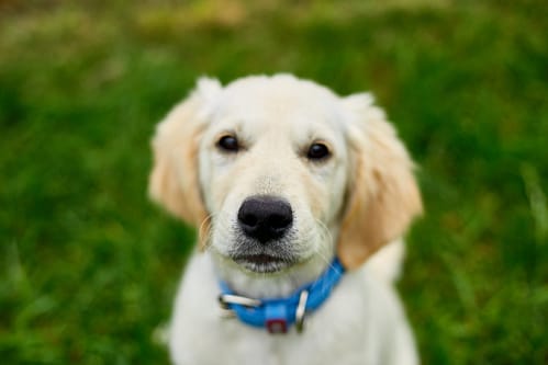 Golden Retriever puppy with a collar on