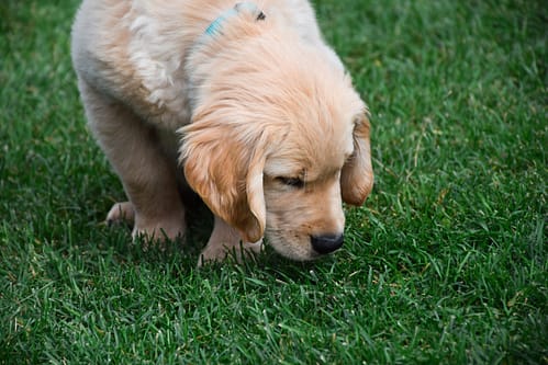 How to potty train a Golden Retriever?