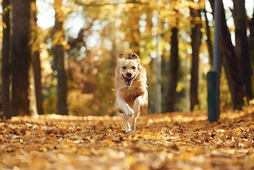 Are Golden Retrievers high energy?